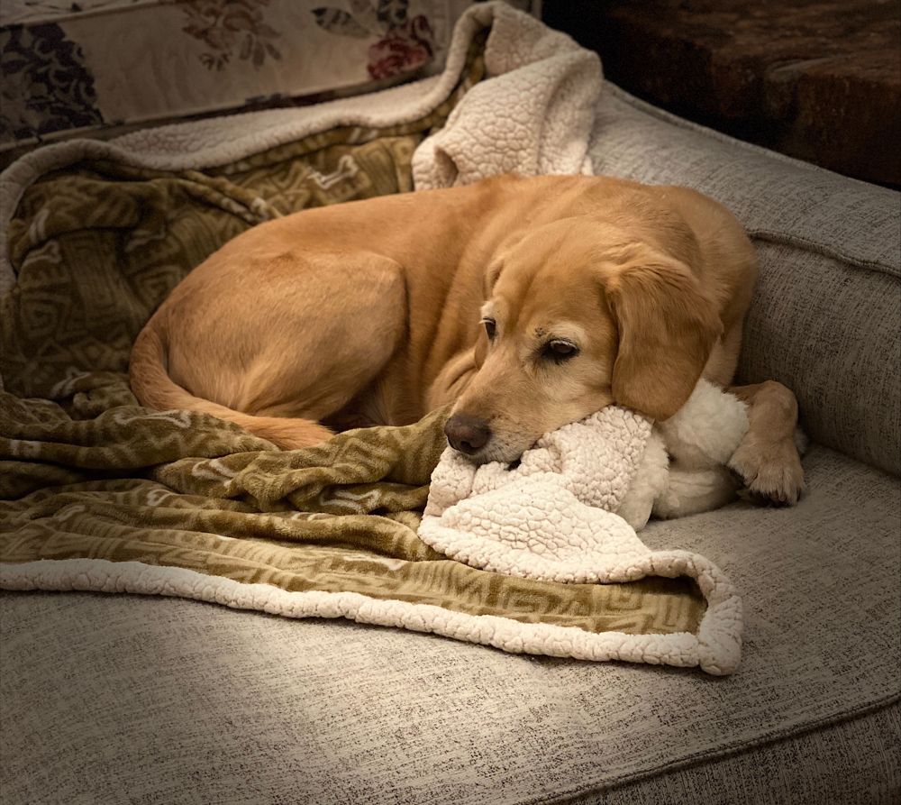 A brown dog named General rests on a brown and white blanket on a grey couch, looking to the right